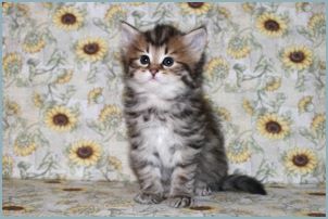 Female Siberian Kitten from Deedlebug Siberians